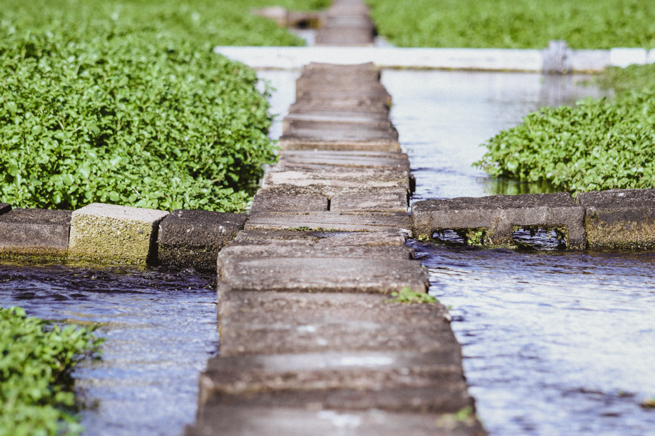 Watercress: Explained